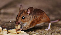24 Hour & Emergency Exterminators in Perry, FL